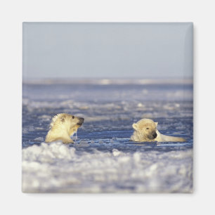 Polar bear cubs playing magnet