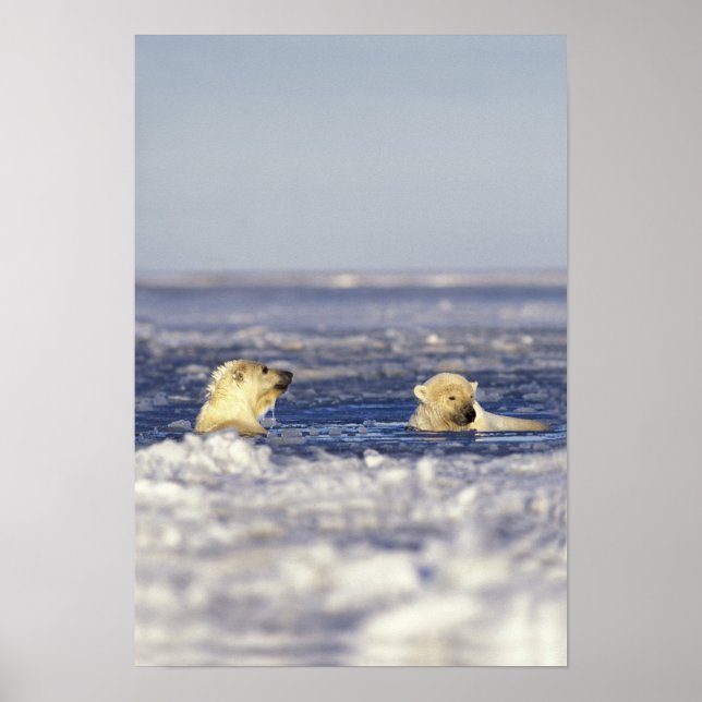 Polar bear cubs playing poster (Front)