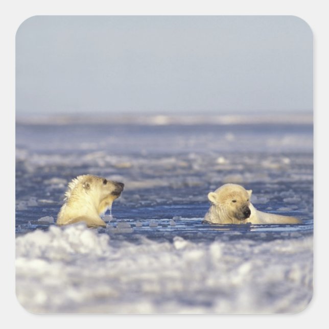 Polar bear cubs playing square sticker (Front)