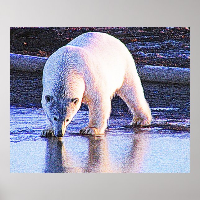 Polar Bear Drinking Poster (Front)