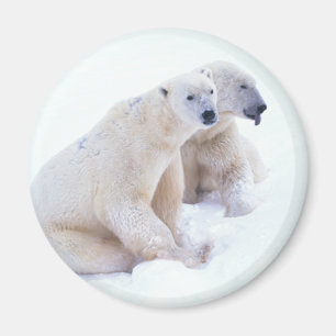 Polar Bear Duo Magnet