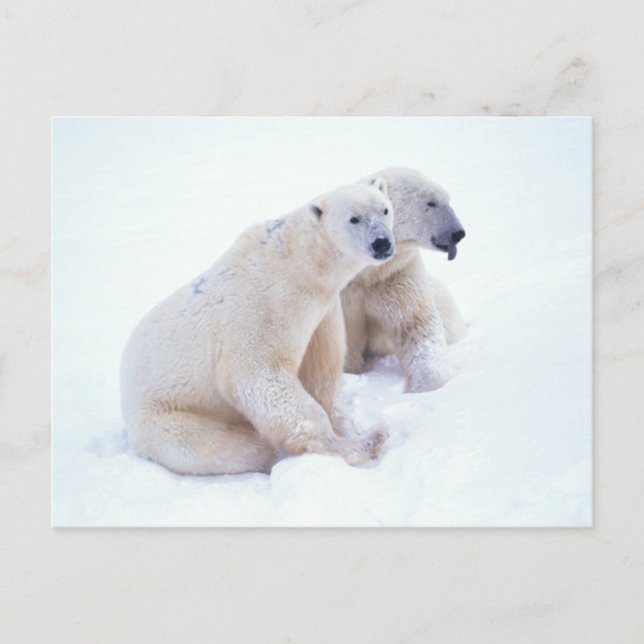Polar Bear Duo Postcard (Front)