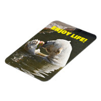 Polar Bear Eating Fruit In Water Magnet