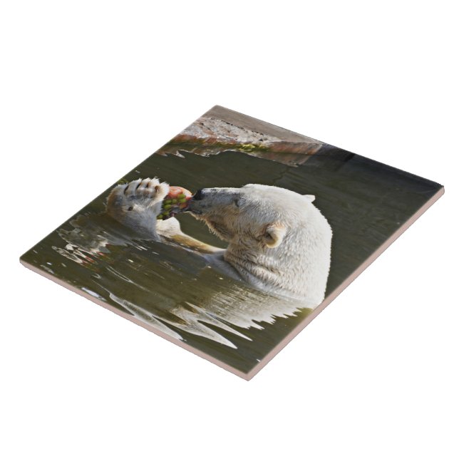 Polar Bear Eating Fruit Tile Art (Side)