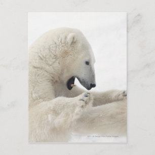 Polar bear engaging in a fight with another bear postcard