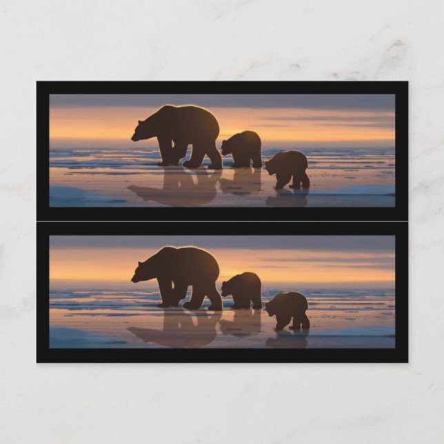 Polar Bear Family Book markers Postcard (Front)