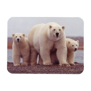 Polar Bear Family Cute Photo Magnet