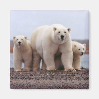 Polar Bear Family