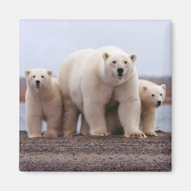 Polar Bear Family Magnet (Front)