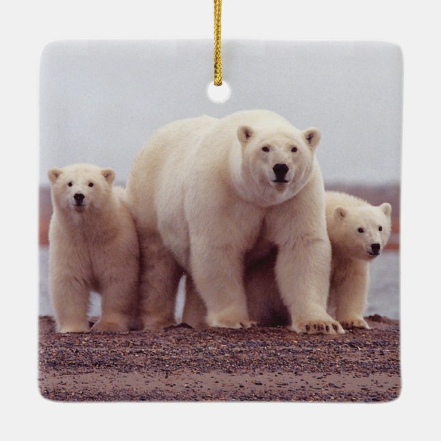Polar Bear Family Mother and Cubs Photo Ceramic Ornament (Back)