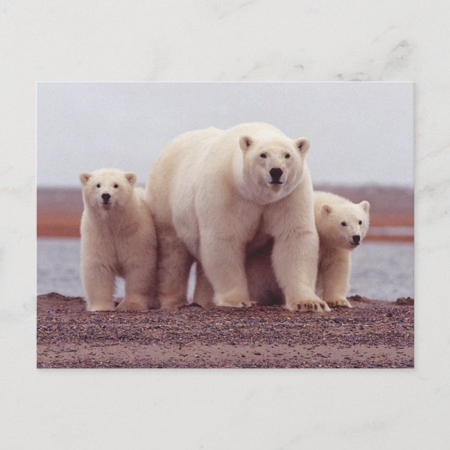 Polar Bear Family Mother and Cubs Photo Postcard (Front)