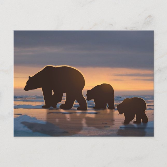 Polar Bear family Postcard (Front)