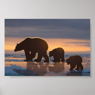 Polar Bear family Poster