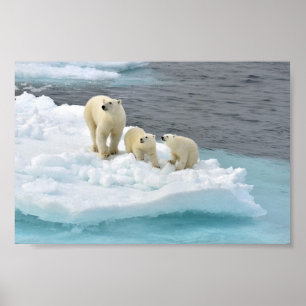 Polar Bear Family Poster