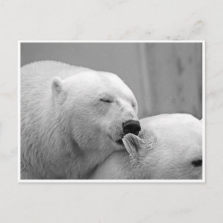 Polar Bear Friends Postcard