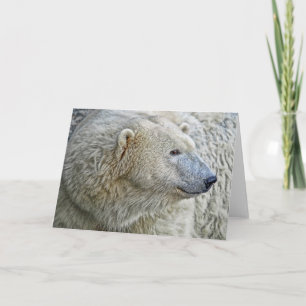 Polar Bear Greeting Card