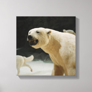 Polar Bear Grin Canvas Print