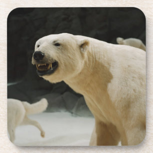 Polar Bear Grin Coaster
