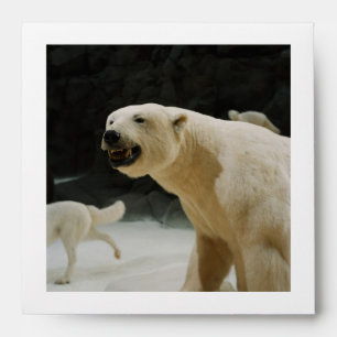 Polar Bear Grin Envelopes