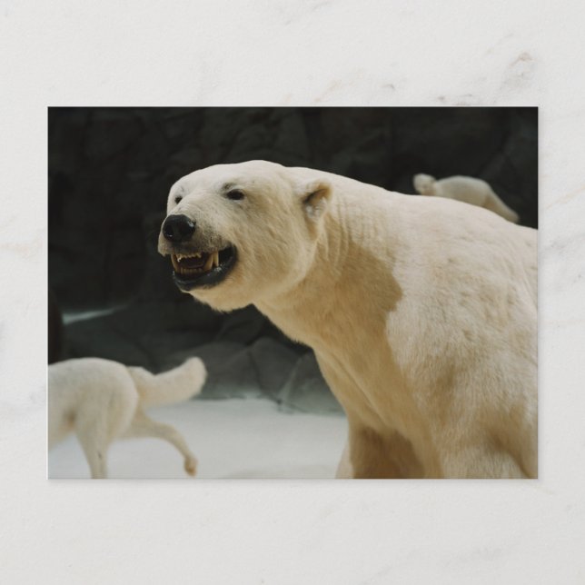 Polar Bear Grin Postcard (Front)