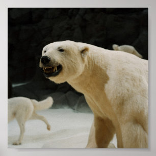 Polar Bear Grin Poster