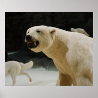 Polar Bear Grin