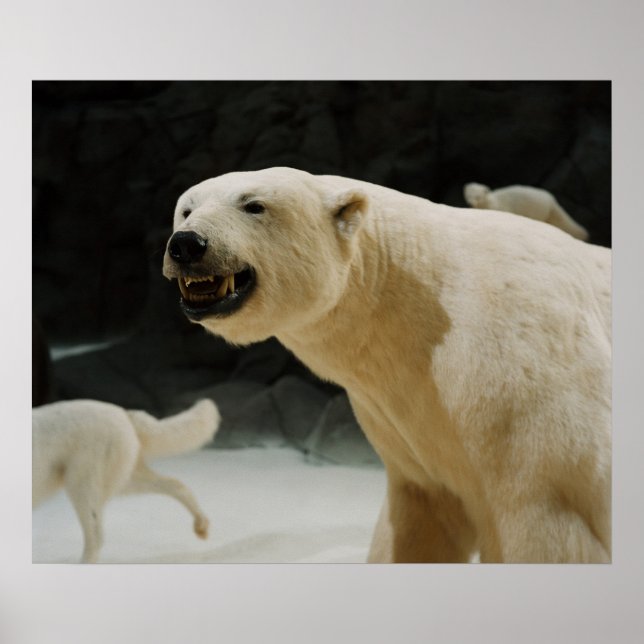 Polar Bear Grin Poster (Front)