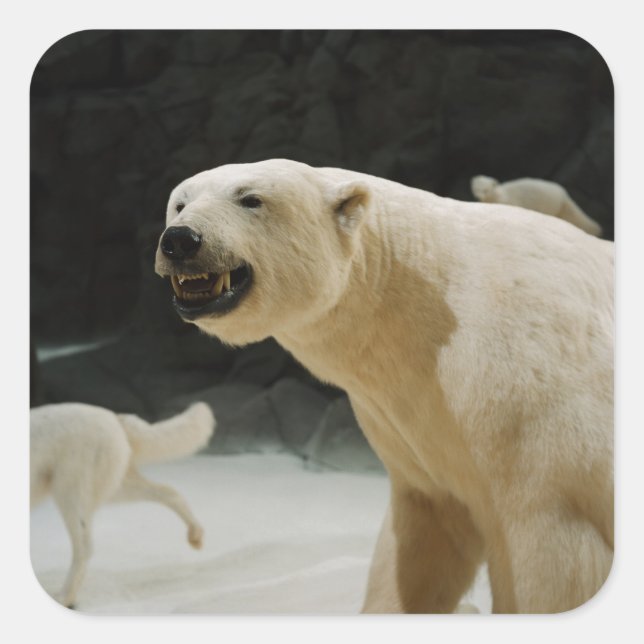 Polar Bear Grin Square Sticker (Front)