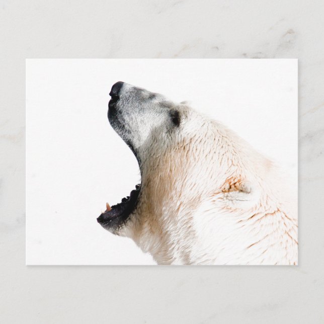 Polar bear growl postcard (Front)