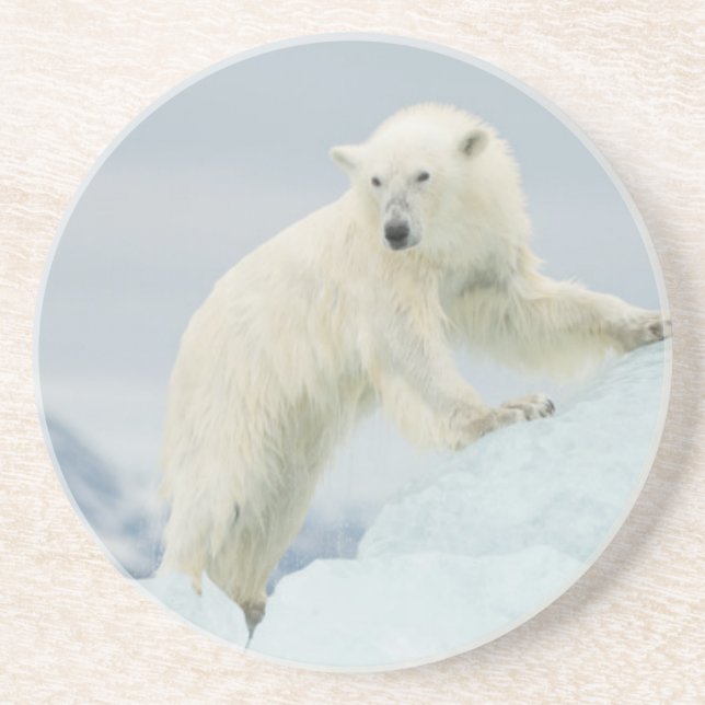 Polar bear in summer coaster (Front)