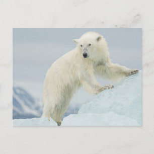 Polar bear in summer postcard