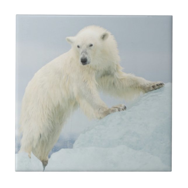 Polar bear in summer tile (Front)