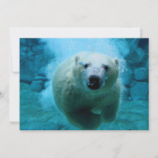 Polar Bear In Water