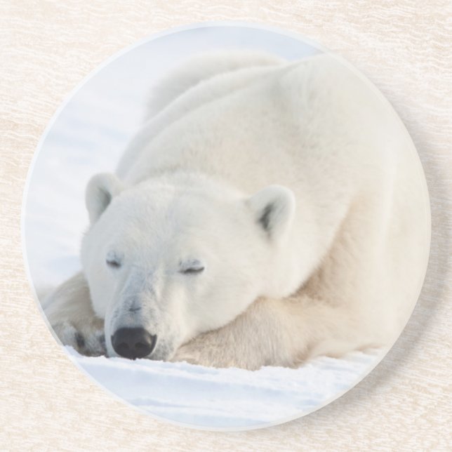 Polar Bear in winter Coaster (Front)
