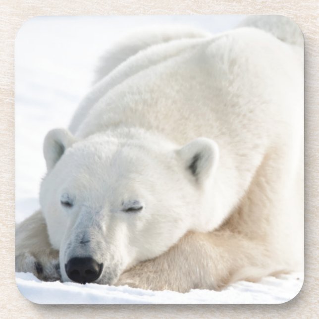 Polar Bear in winter Coaster (Front)