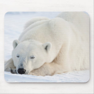 Polar Bear in winter Mouse Pad