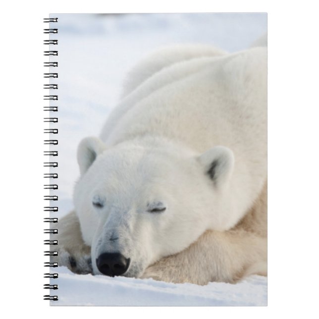 Polar Bear in winter Notebook (Front)