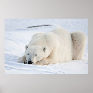 Polar Bear in winter Poster