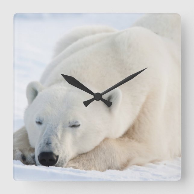 Polar Bear in winter Square Wall Clock (Front)
