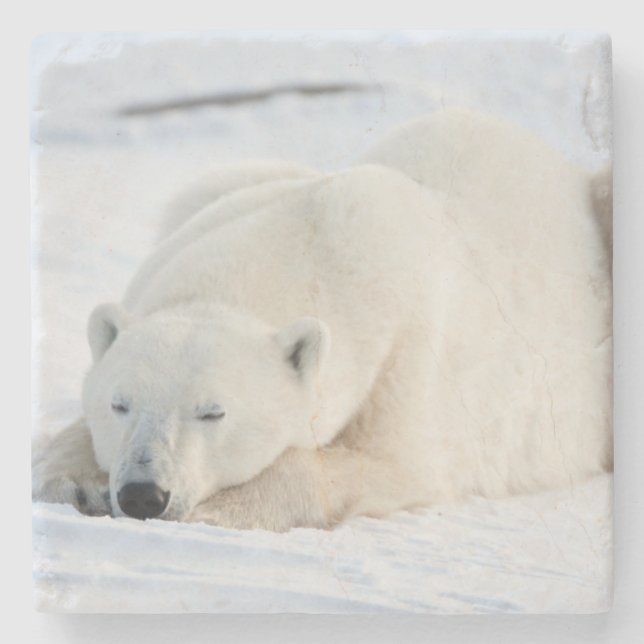 Polar Bear in winter Stone Coaster (Front)