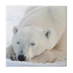 Polar Bear in winter Tile