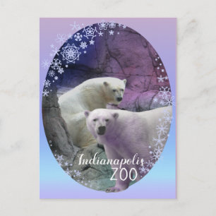 Polar Bear Indy Zoo Postcard