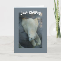 Polar Bear Just Chilling
