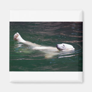 Polar bear just lazing magnet