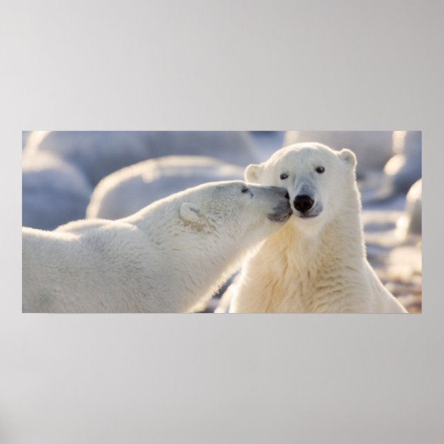 Polar Bear Kiss Poster (Front)