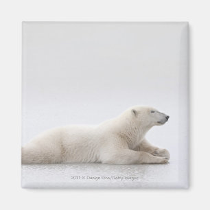 Polar Bear Laying On A Lake Of Ice Magnet