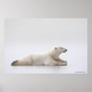 Polar Bear Laying On A Lake Of Ice Poster