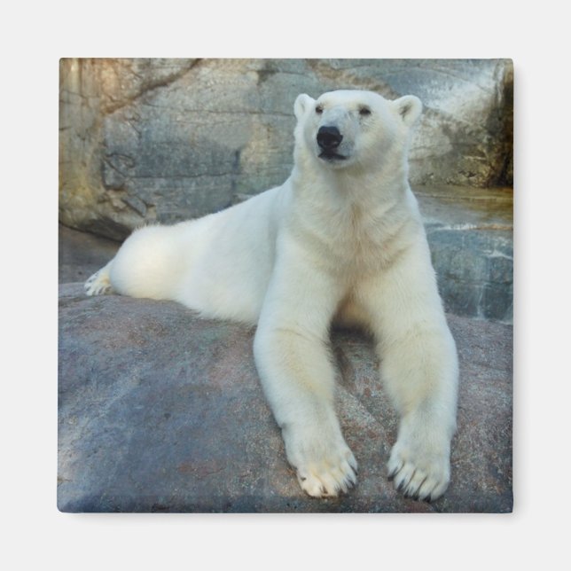 Polar Bear magnet (Front)