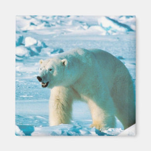 Polar Bear Magnet