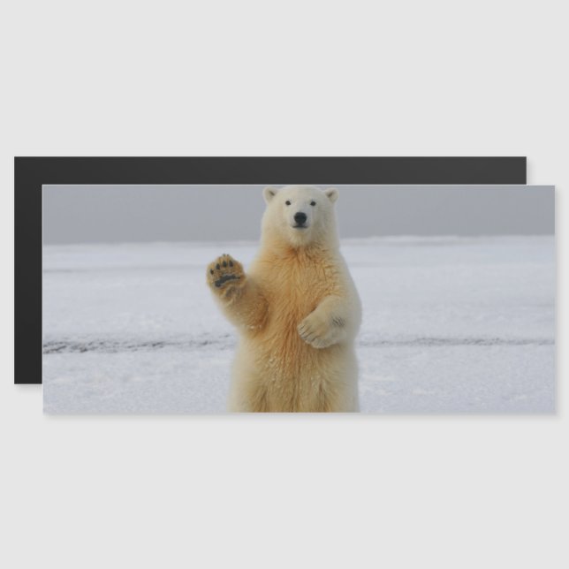 Polar Bear Magnetic Card (Front/Back)